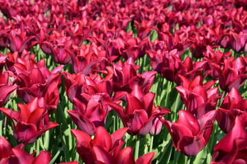 Dunkelrosa Tulpen