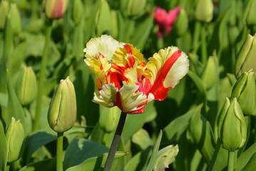 Gelb-rote Tulpe
