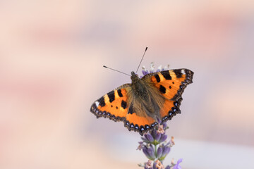Fototapeta na wymiar Small beautiful butterfly tortoiseshell (Aglais urticae) on lavender. Europe, Czech Republic wildlife