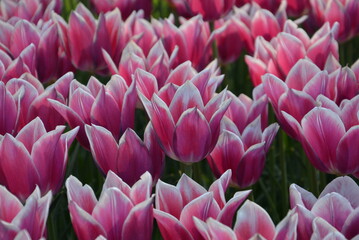Fototapeta premium Rosa Tulpen