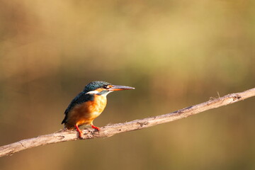 kingfisher on branch