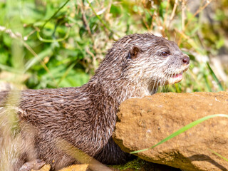 otter on the river