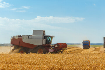 Fototapeta premium The combine harvests ripe wheat in the grain field.