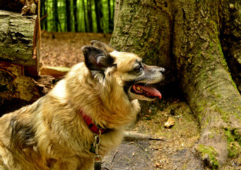 Portret psa w lesie