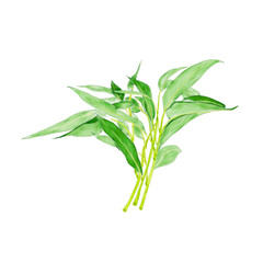 Watercolor Illustration of water spinach, a common vegetable in China, isolated on white background.