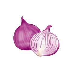 Watercolor Illustration of Onion. One whole and one cut in half showing its cross section, isolated on white background.