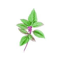 Watercolor Illustration of Fresh Basil, which is a commonly used spice in Thai cuisine, isolated on white background.