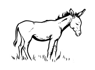 Black and white drawing of a donkey on a white background.