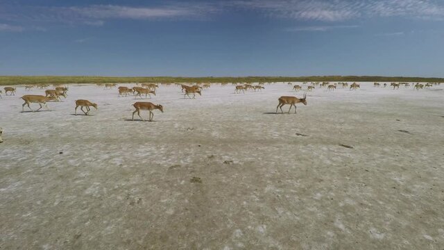 Kalmykia, nature reserve. A herd of saigas in the steppe.