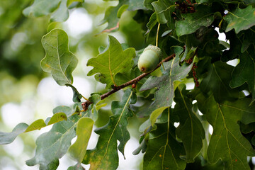 green young acorn on an oak tree among green leaves in the Park on an autumn day