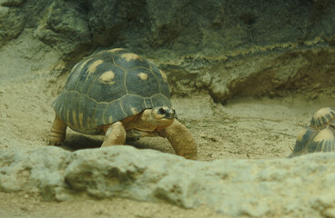 Radiated tortoise with star shaped pattern on its shell is walking on the ground.