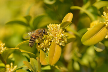 Gewöhnlicher Buchsbaum (Buxus sempervirens)	