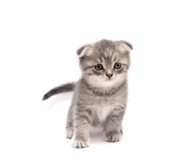 Cute Scottish fold little kitten isolated on a white background.