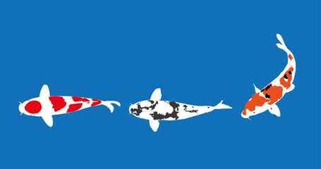 koi fish, vector illustration, blue background.