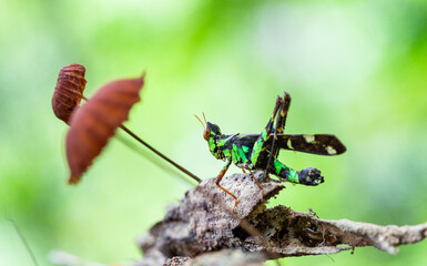 A green grasshopper standing on the green leaf hunting feeds in the waterfall forest Thailand nation park taken by close- up the concept