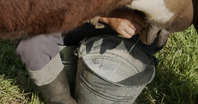 farmer milking cow by hand, top view of milk falling into bucket
