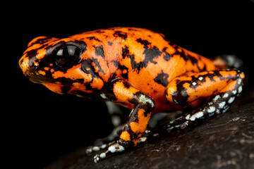 Harlequin poison-dart frog (Oophaga histrionica)