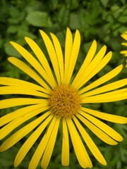 Yellow daisy with long thin petals on a green background. Close up