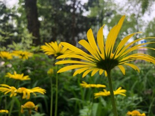 Yellow daisies with long thin petals on a green background