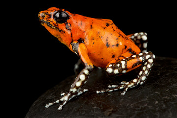 Harlequin poison-dart frog (Oophaga histrionica)