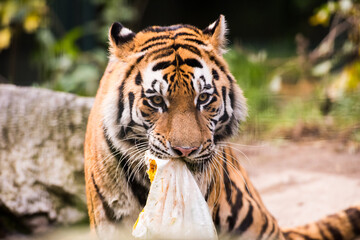 Fototapeta premium Tiger