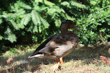 Common duck, France.