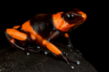 Lehmann's poison frog (Oophaga lehmanni)