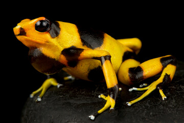 Lehmann's poison frog (Oophaga lehmanni)
