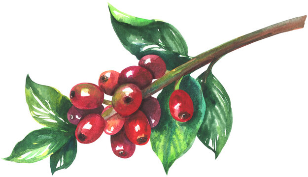 Watercolor red coffee beans on branch