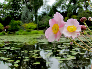 Pink flowers near the pond. Rose hip flowers