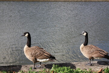 canada geese 