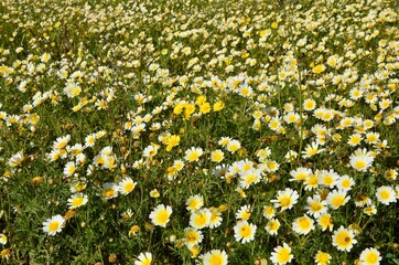 Meadow with yellow and white Glebionis Coronaria flowers, a sunny day in spring, Mallorca, Spain