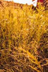 Fototapeta premium Phalaris arundinacea or canary cane herb. Field in the rays of the summer sunset