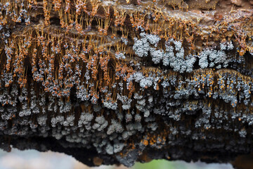Badhamia utricularis