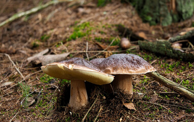 Boletus edulis