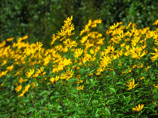 Jerusalem Artichoke (Earth Apple) flowers, topinambour flowers in garden