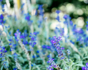 Fototapeta premium lavender blooms. Selective focus. Agricultural land, horticulture, organic ecological environment.