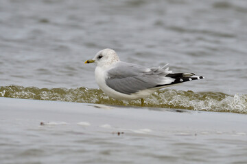 Sturmmöwe (Larus canus) im Herbst an der Ostsee	