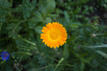 Close up beautiful Marigold flower. Tagetes background, wedding card.