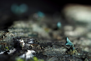 The Green Elfcup (Chlorociboria aeruginosa) is a mushroom on wood