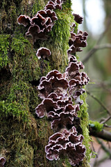 The Silverleaf Fungus (Chondrostereum purpureum)