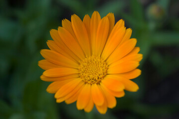 Obraz premium Very beautiful chrysanthemums, yellow bud for the holiday, in hot summer weather