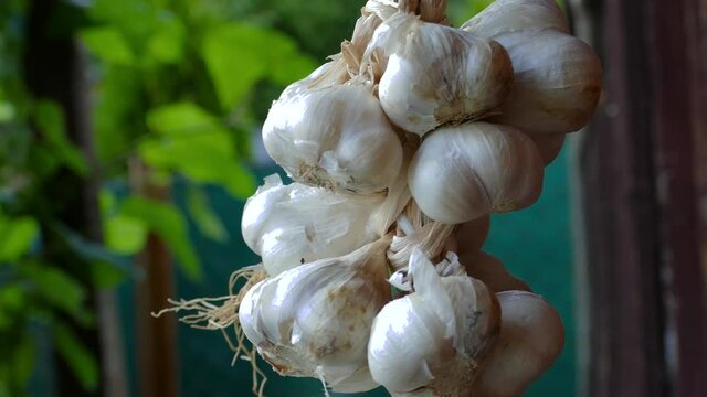 Close up of bunch of white garlic (Allium sativum) drying on wooden background. Harvest time. Hanging to dry. Pile of garlic bulbs hangs on old barn. Rich in vitamins. Cure for common cold and flu