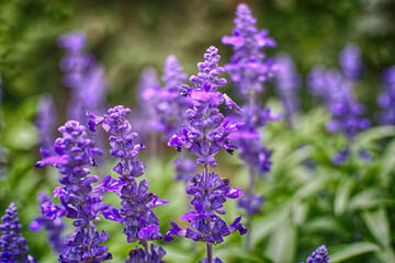 lavender flowers in the garden
