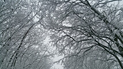 Weiße Bäume im Winter
