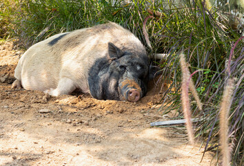 Big fat pig White black Sleep under the shade of trees