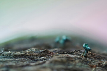 The Green Elfcup (Chlorociboria aeruginosa) is a mushroom on wood