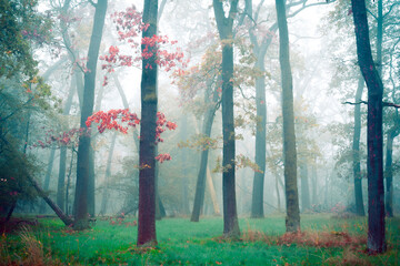 Bäume im Wald im Nebel - Herbst in der Dölauer Heide