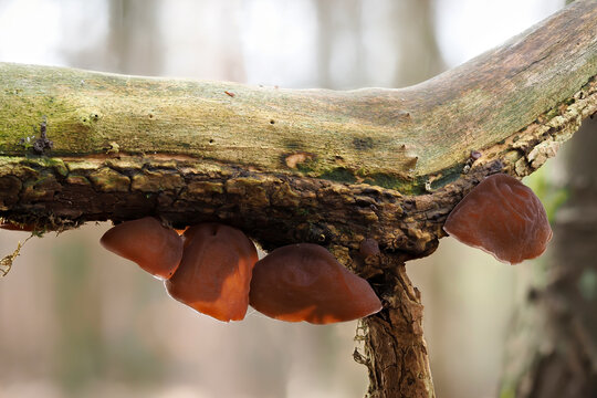 The Jelly Ear (Auricularia auricula-judae) is an edible mushroom