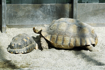 Strahlenschildkroete+Spornschildkroete